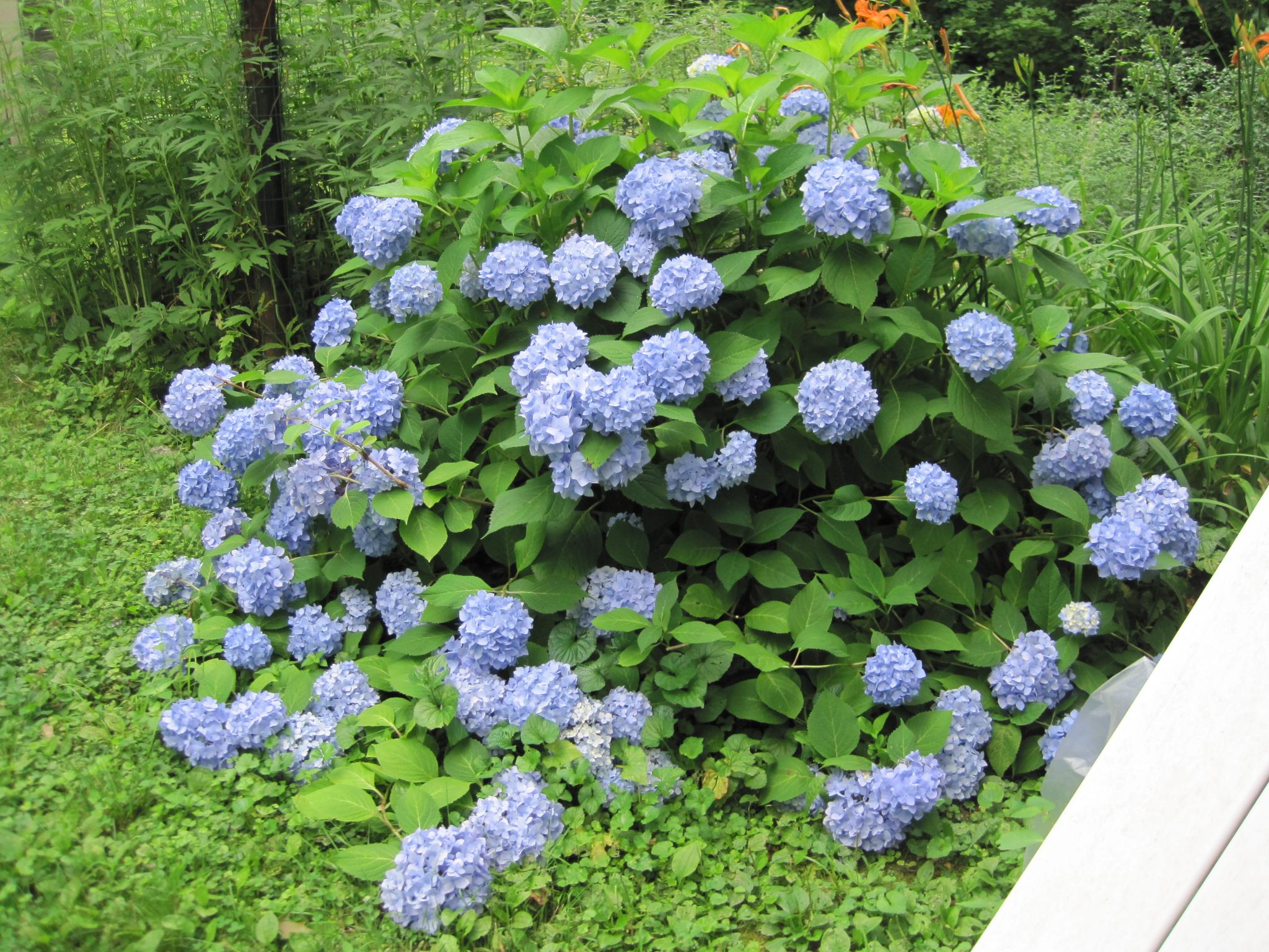 Why Are My Hydrangeas Not Blooming?